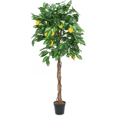 Citronovník s plody, 180 cm