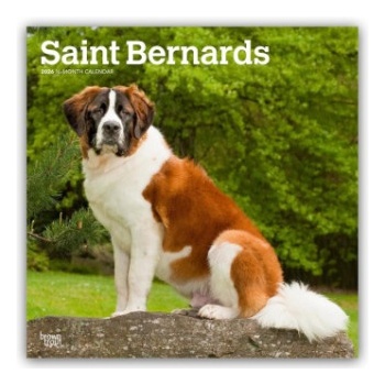 Browntrout Verlags GmbH Saint Bernards - Bernhardiner 2026 - 16-Monatskalender
