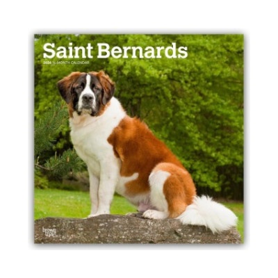 Browntrout Verlags GmbH Saint Bernards - Bernhardiner 2026 - 16-Monatskalender | BrownTrout Publishers Inc
