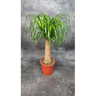 Nolina M Beaucarnea 19 cm (sloní noha, která miluje sucho)