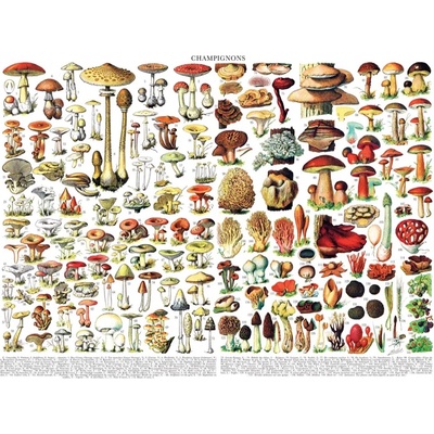 New York Puzzle Company - Puzzle Mushrooms - Champignons - 1 000 piese