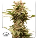 Dutch Passion Force CBG semena neobsahují THC 7 ks