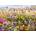Cobble Hill - Puzzle Backyard Bird Bath - 1 000 piese