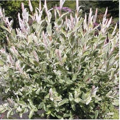 Vrba FloraSelf Salix integra 'Hakuro Nishiki' V 40-60 cm květináč 6 l
