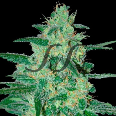 Samsara Holy Grail 69 semienka neobsahujú THC 10 ks