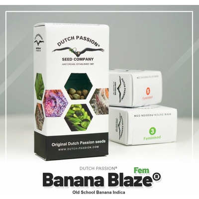 Dutch Passion Banana Blaze semienka neobsahujú THC 100 ks