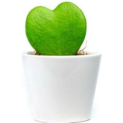 Gardners Hoya kerrii s bílým květináčem, průměr 6 cm Hoja, Voskovka