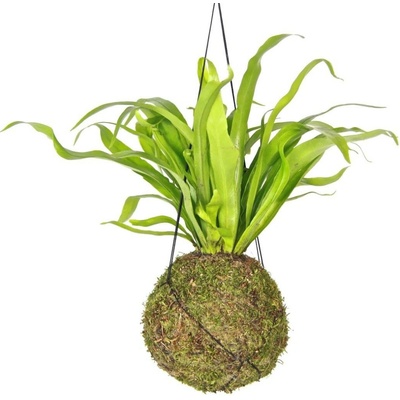 Gardners Kokedama Asplenium Antiqum (L) Sleziník 1 ks