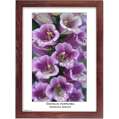 TRADAG Natura 21 x 29,7 - A4 hnědý – Sleviste.cz