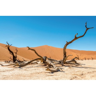 DIMEX ART Флизелинов фототапет суха пустиня 375 x 250 см