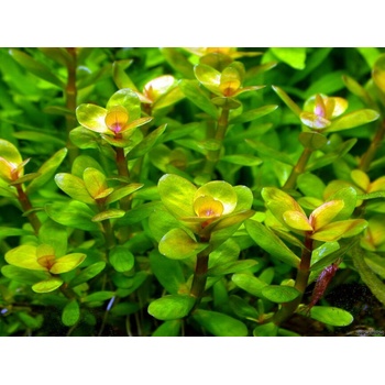 Rotala indica
