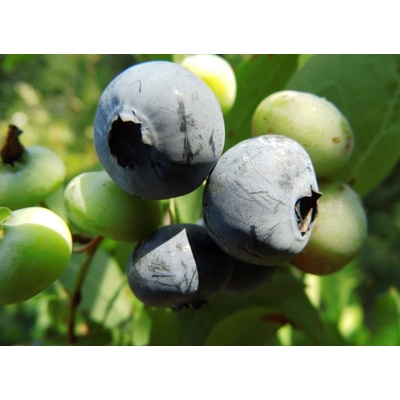 Čučoriedka Darrow sadenice 3/4 ročné, kontajner P9, PROMO cena