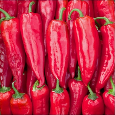 BIO Paprika Korosko - Capsicum annuum - predaj bio osiva - 6 ks