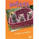 Koťata DVD