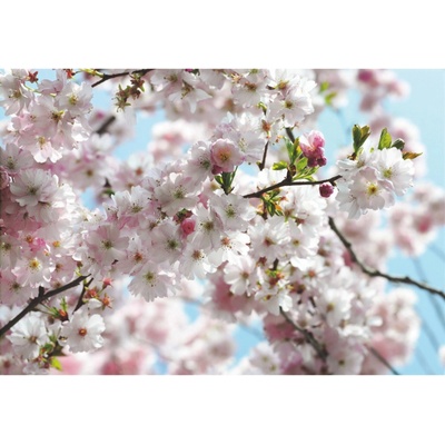 Komar Papírová fototapeta Spring rozměry rozměry 368 x 254 cm
