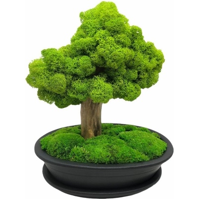 Bonsai borovice, 50 cm