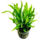 Microsorum mini
