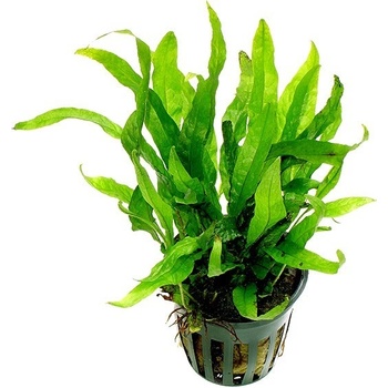 Microsorum mini