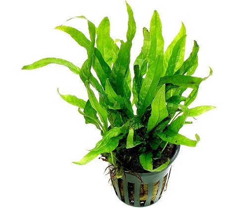 Microsorum mini