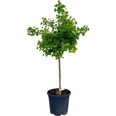 Ginko dvojlaločné MARIKEN na cca 50 cmkmienku, výška 80-100 cm, kont. 15 l