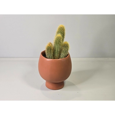 Pilosocereus chrysostele