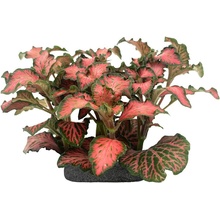 Fittonia sp. Pink na lepkavém substrátu