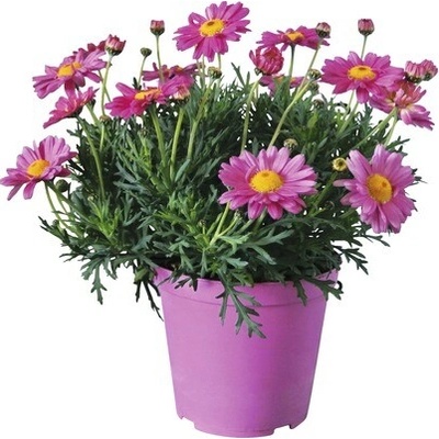 Kopretinovec dřevnatý FloraSelf Chrysanthemum frutescens výška 10-15 cm květináč Ø 14 cm růžový