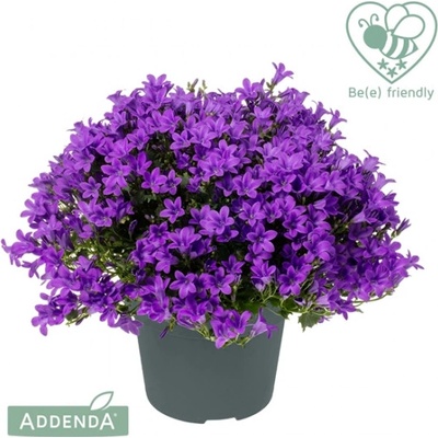 Zvonek, Campanula Ambella Intense Purple, tmavě fialový