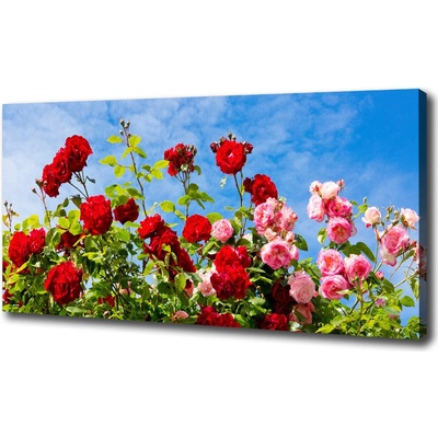 Foto obraz na plátne do obývačky Divoké ruže 100x50 cm