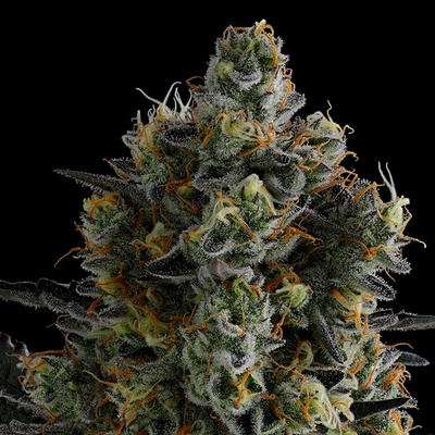 Anesia Seeds Zoomies semienka neobsahujú THC 10 ks