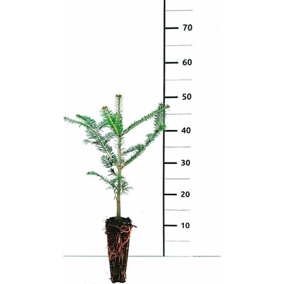 Abies alba Prodejní velikost: 026/035, Velikost hrnku: QP 40