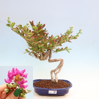 e-bonsai Pokojová bonsai - Lagerstroemia indica - indický šeřík