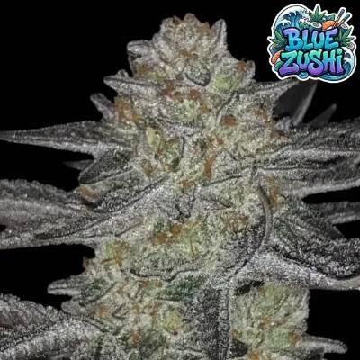 Ganja Farmer Blue Zushi semienka neobsahujú THC 5 ks