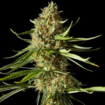 Philosopher Seeds Amnesika 2.0 semena neobsahují THC 3 ks