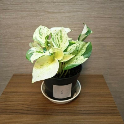 Epipremnum Pinnatum Happy Leaf č6