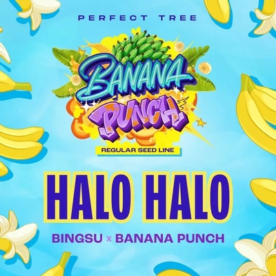 Perfect Tree Halo Halo regular semienka neobsahujú THC 12 ks