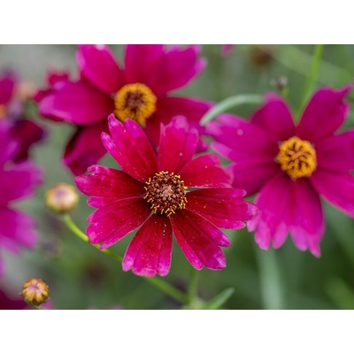 Krásnoočko Ruby Red