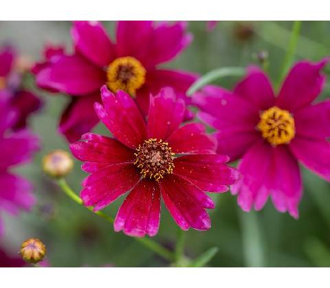 Krásnoočko Ruby Red