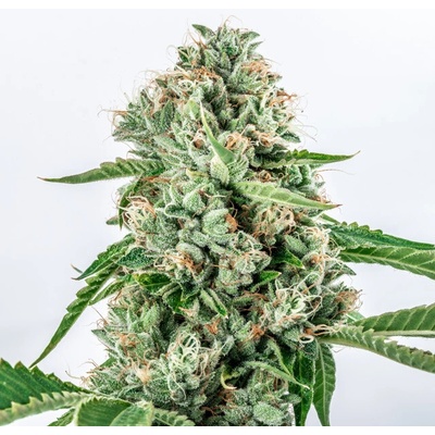 Vision Seeds Melon Gum Semienka neobsahujú THC 3 ks