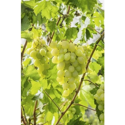 Vinič BIO bezsemenný FloraSelf Bio Vitis vinifera 'Lakemont' výška cca 90 cm kvetináč 3 l