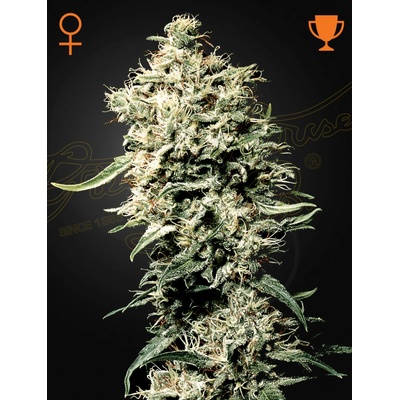 Green House Seeds White Rhino semena neobsahují THC 10 ks