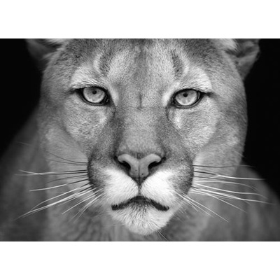 IMPOL TRADE 12718 V4 Vliesové fototapety puma rozmer 254 cm x 184 cm