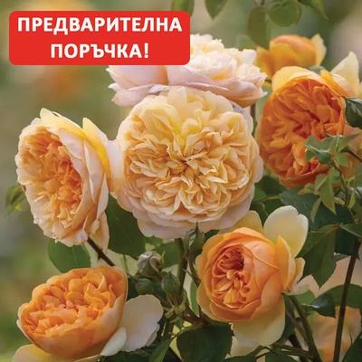 David Austin® Роза Bring me Sunshine® - David Austin®