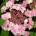 Messelina Хортензия macrophylla
