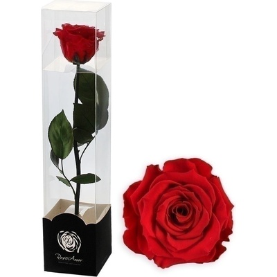 Stabilizovaná růže na stonku 60cm fuchsia PIN-03