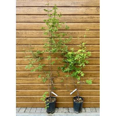 Javor šedý (Acer griseum) veľkosť 100-150cm