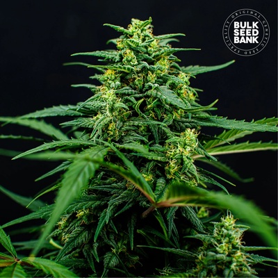 Bulk Seed Bank Mimosa Famosa semienka neobsahujú THC 100 ks