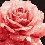 Inni producenci Painting by numbers 40 x 40 cm KHO3236 Perfect Rose AP0095