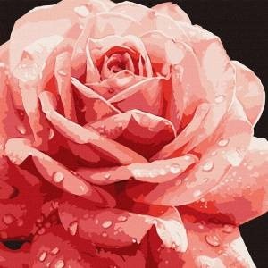Inni producenci Painting by numbers 40 x 40 cm KHO3236 Perfect Rose AP0095