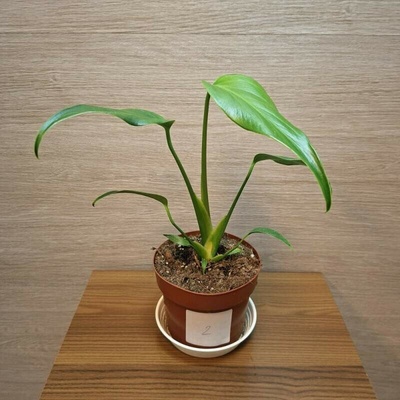 Monstera Burle Marx Flame č2